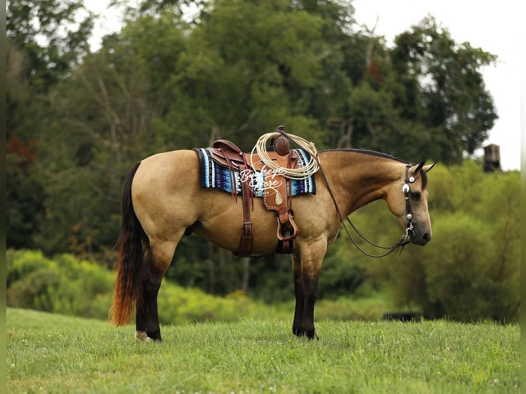 American Quarter Horse Wallach 10 Jahre 150 cm Buckskin in Millersburg