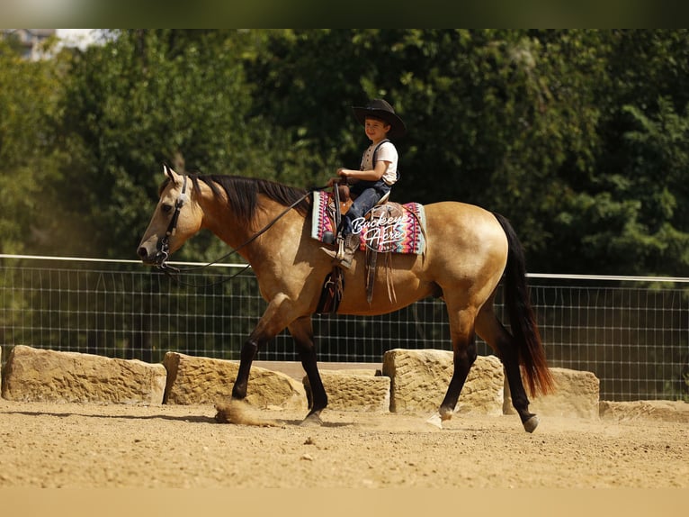 American Quarter Horse Wallach 10 Jahre 150 cm Buckskin in Millersburg