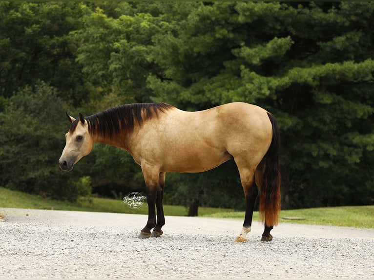 American Quarter Horse Wallach 10 Jahre 150 cm Buckskin in Millersburg