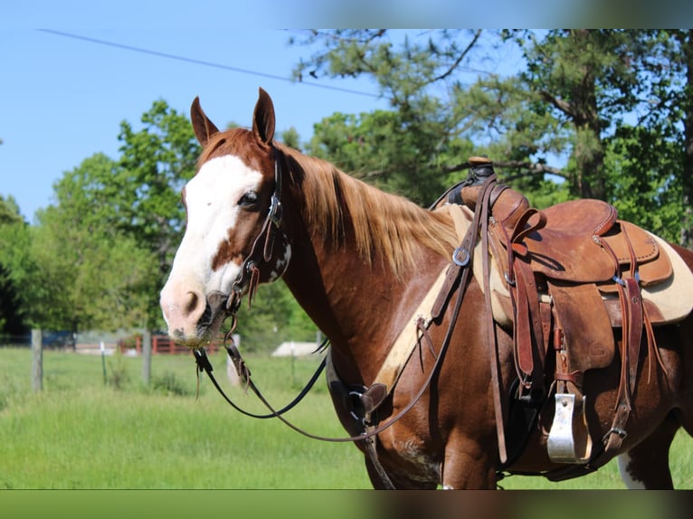 American Quarter Horse Wallach 10 Jahre 150 cm Dunkelfuchs in Cherryville NC