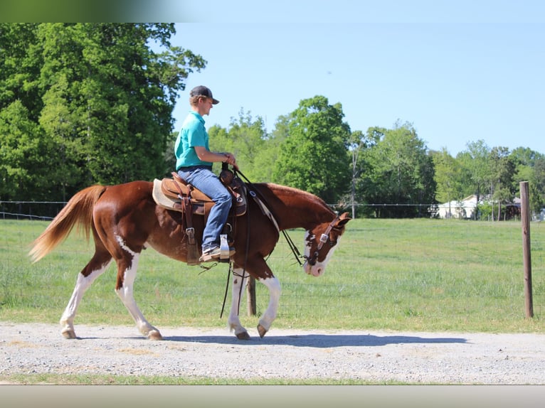 American Quarter Horse Wallach 10 Jahre 150 cm Dunkelfuchs in Cherryville NC
