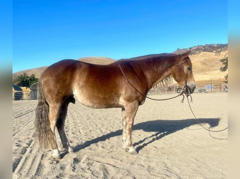 American Quarter Horse Wallach 10 Jahre 150 cm Dunkelfuchs in Paicine, CA