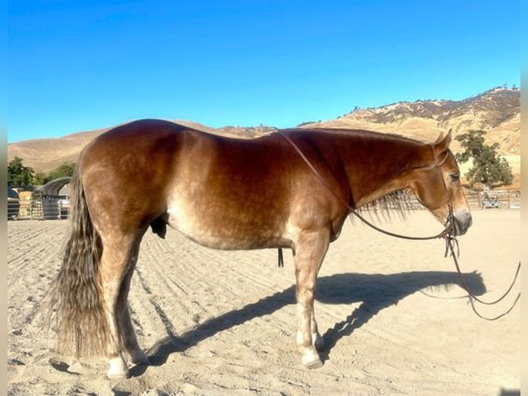 American Quarter Horse Wallach 10 Jahre 150 cm Dunkelfuchs in Paicine, CA