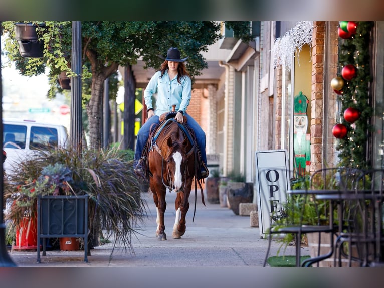 American Quarter Horse Wallach 10 Jahre 150 cm Dunkelfuchs in Rusk TX