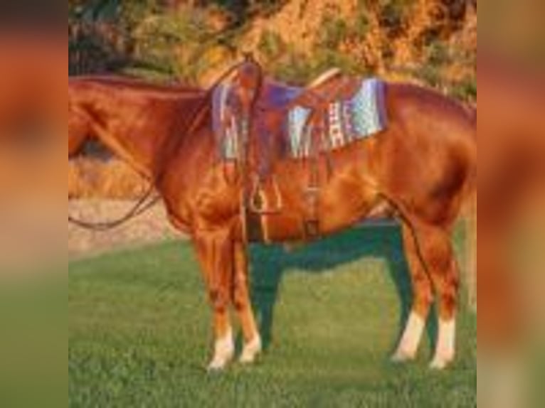 American Quarter Horse Wallach 10 Jahre 150 cm Dunkelfuchs in Turlock CA