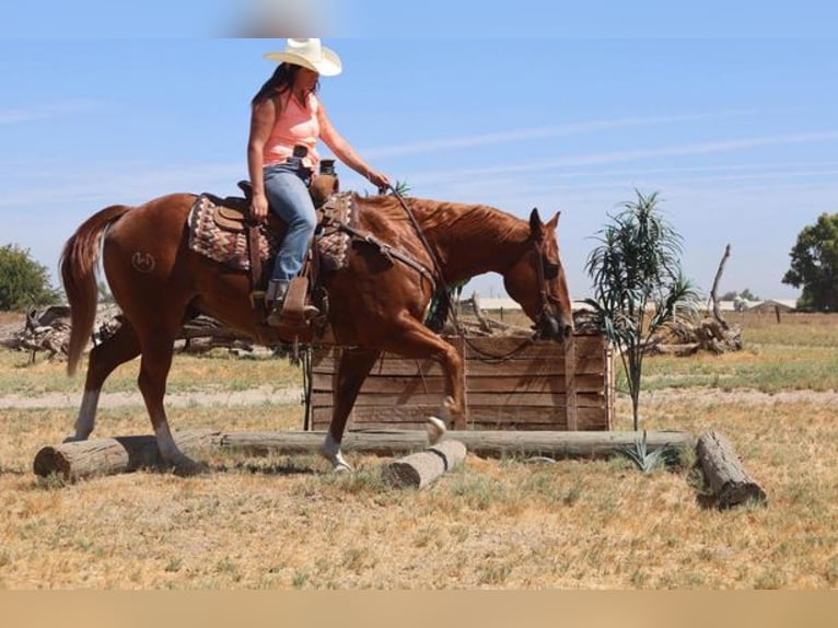 American Quarter Horse Wallach 10 Jahre 150 cm Dunkelfuchs in Turlock CA