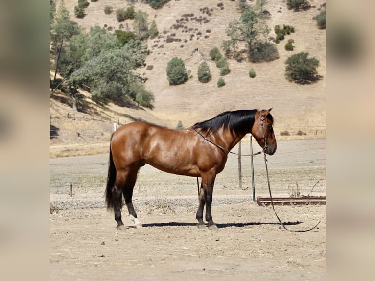 American Quarter Horse Wallach 10 Jahre 150 cm Falbe in Paicines CA