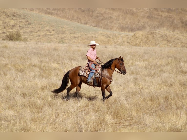 American Quarter Horse Wallach 10 Jahre 150 cm Falbe in Paicines CA