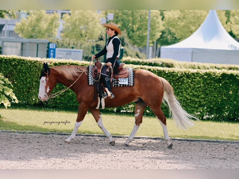 American Quarter Horse Wallach 10 Jahre 150 cm Fuchs in Kobern-Gondorf