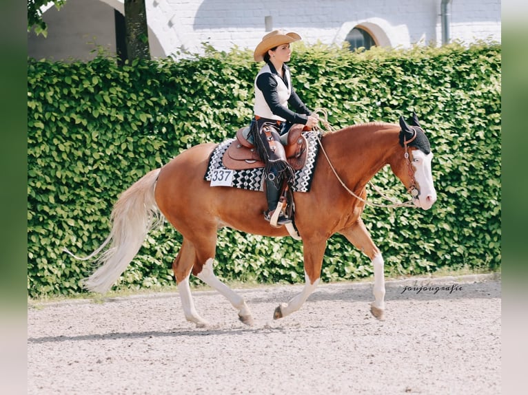 American Quarter Horse Wallach 10 Jahre 150 cm Fuchs in Kobern-Gondorf