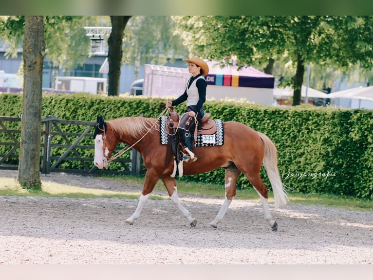 American Quarter Horse Wallach 10 Jahre 150 cm Fuchs in Kobern-Gondorf