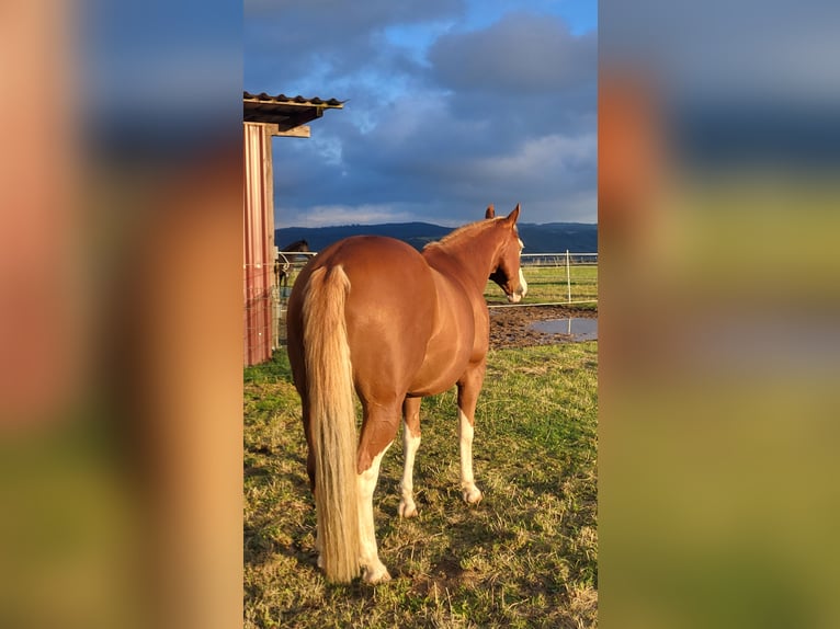American Quarter Horse Wallach 10 Jahre 150 cm Fuchs in Kobern-Gondorf