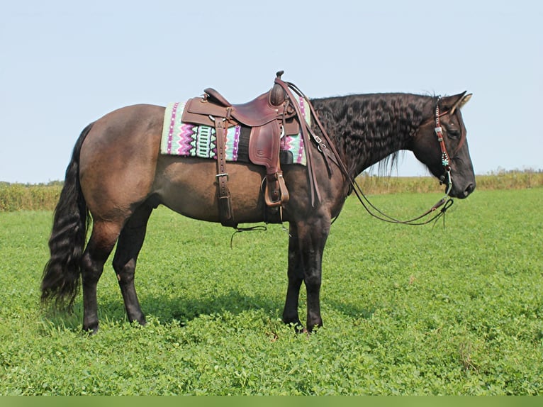 American Quarter Horse Wallach 10 Jahre 150 cm Grullo in Fairbanks IA