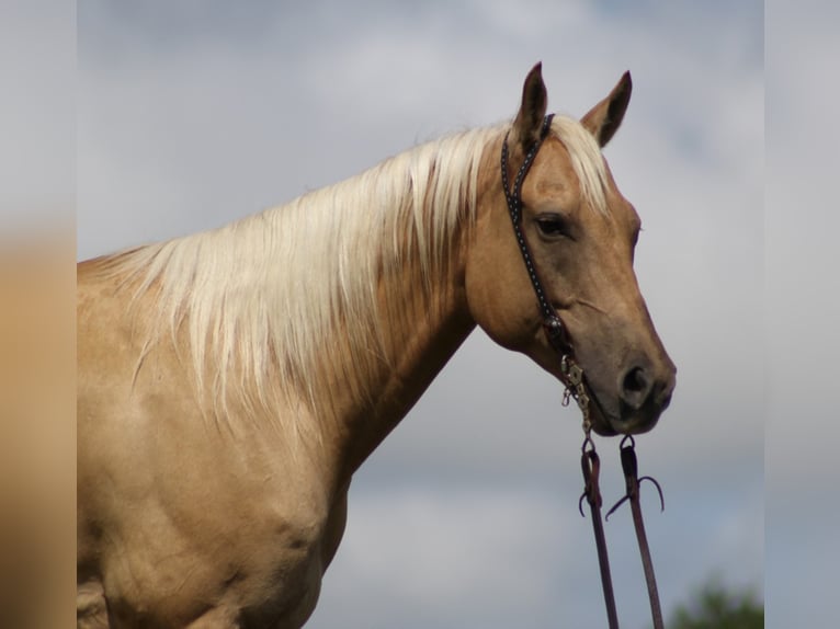 American Quarter Horse Wallach 10 Jahre 150 cm Palomino in Brodhead KY