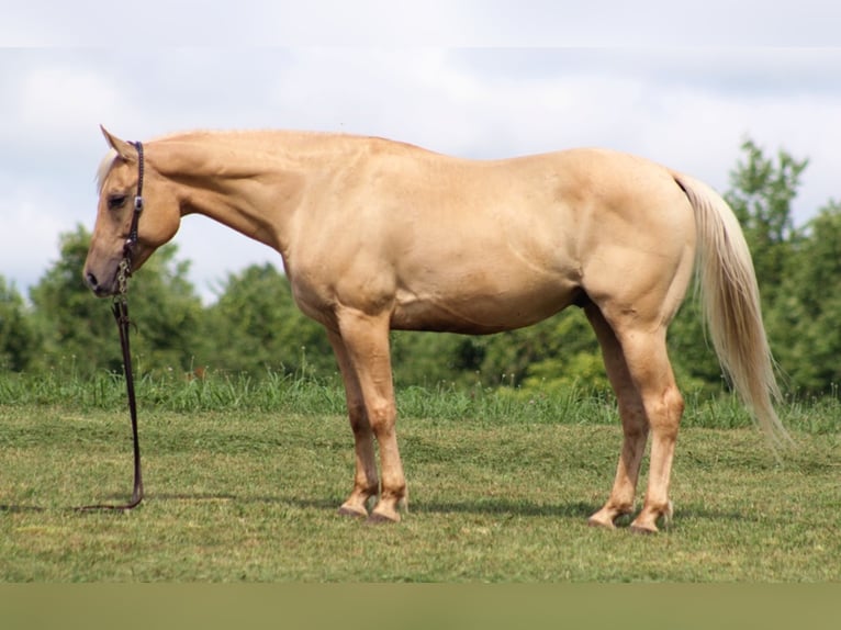 American Quarter Horse Wallach 10 Jahre 150 cm Palomino in Brodhead KY
