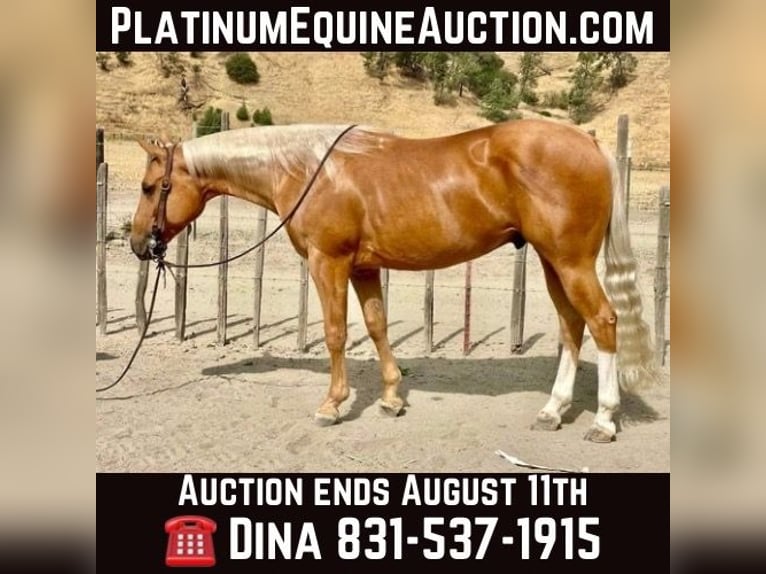 American Quarter Horse Wallach 10 Jahre 150 cm Palomino in Paicines CA