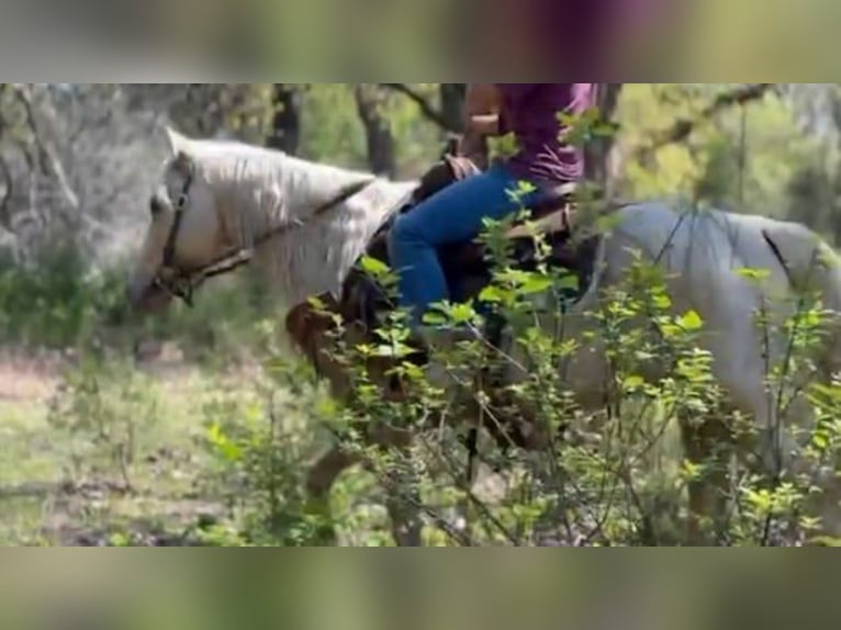American Quarter Horse Wallach 10 Jahre 150 cm Palomino in Weatherford TX