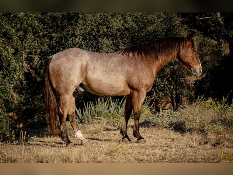American Quarter Horse Wallach 10 Jahre 150 cm Roan-Bay in Kaufman