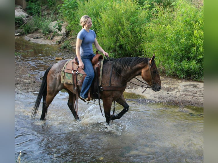 American Quarter Horse Wallach 10 Jahre 150 cm Roan-Bay in Rusk