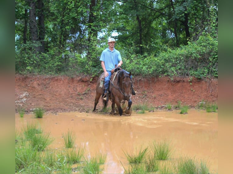 American Quarter Horse Wallach 10 Jahre 150 cm Roan-Bay in Rusk