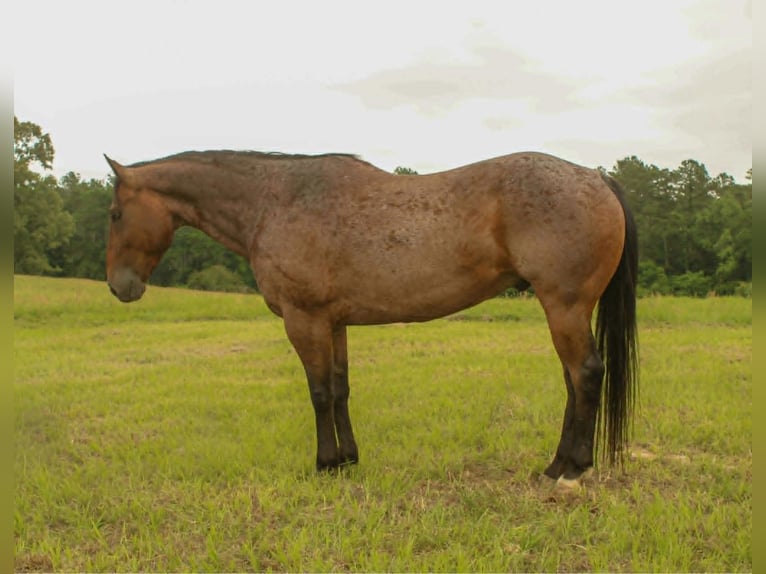 American Quarter Horse Wallach 10 Jahre 150 cm Roan-Bay in Rusk