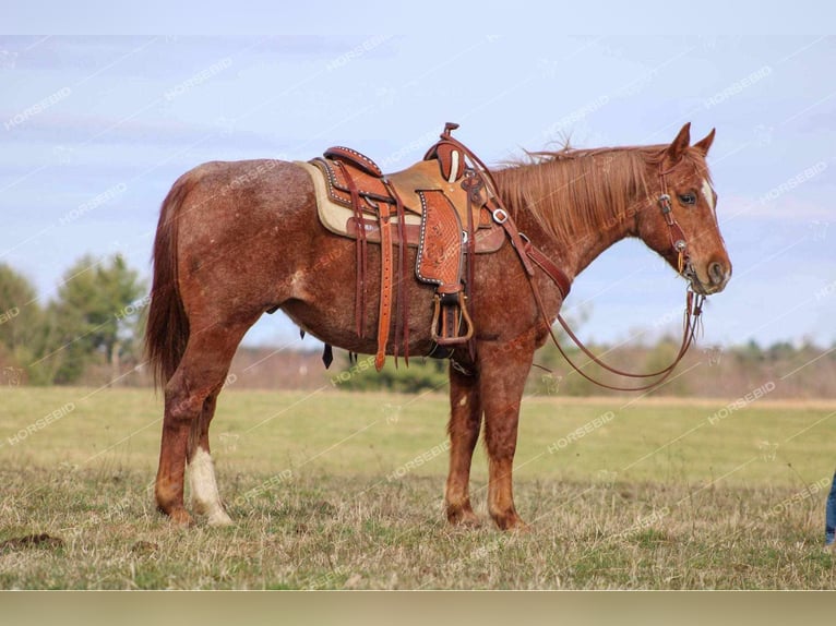 American Quarter Horse Wallach 10 Jahre 150 cm Roan-Red in Tionesta