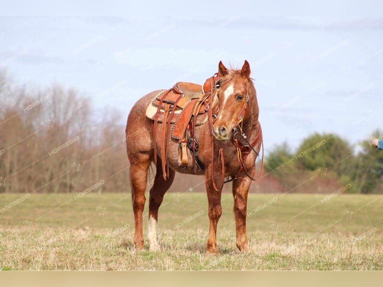 American Quarter Horse Wallach 10 Jahre 150 cm Roan-Red in Tionesta