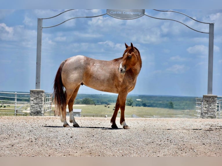American Quarter Horse Wallach 10 Jahre 150 cm Roan-Red in Sweet Springs, MO