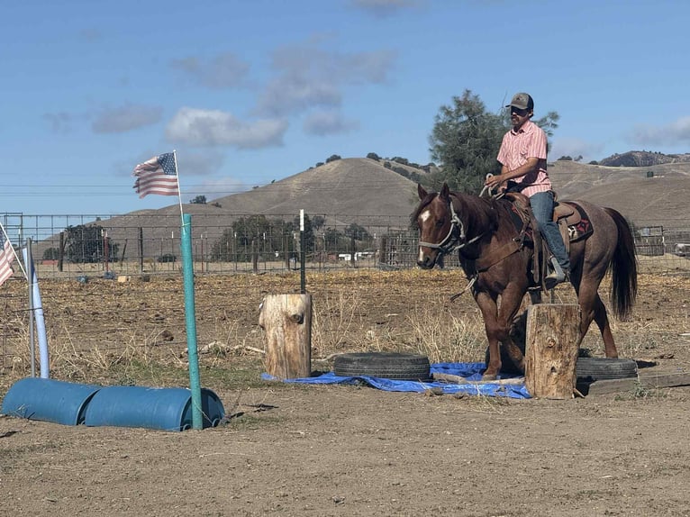 American Quarter Horse Wallach 10 Jahre 150 cm Roan-Red in paicines ca
