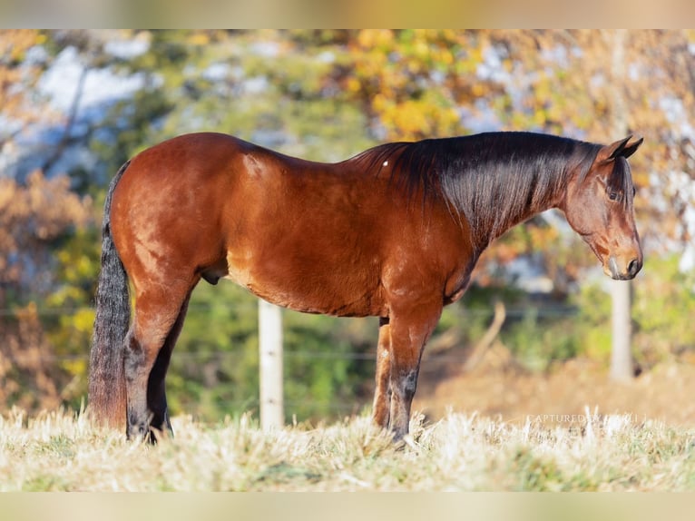 American Quarter Horse Wallach 10 Jahre 150 cm Rotbrauner in La Grange, MO