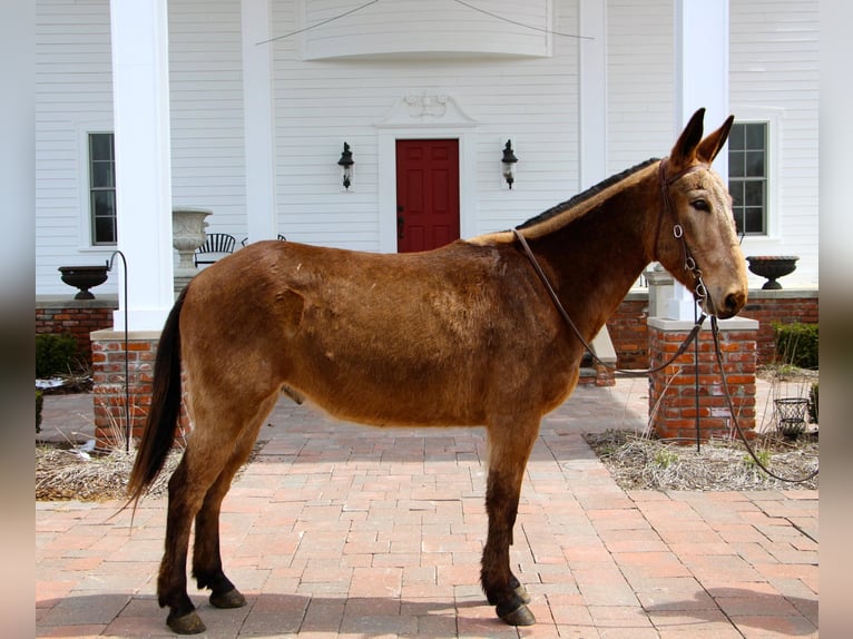 American Quarter Horse Wallach 10 Jahre 150 cm Rotbrauner in Highland MI