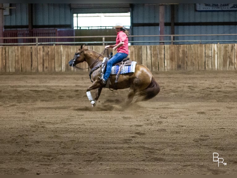 American Quarter Horse Wallach 10 Jahre 150 cm Rotfuchs in Moutain grove MO