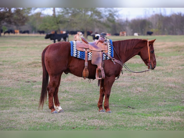 American Quarter Horse Wallach 10 Jahre 150 cm Rotfuchs in Ore City