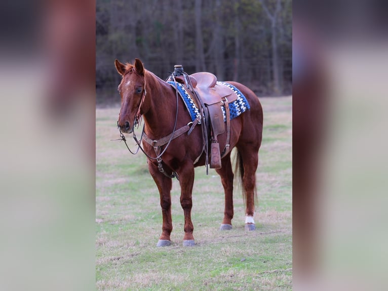 American Quarter Horse Wallach 10 Jahre 150 cm Rotfuchs in Ore City