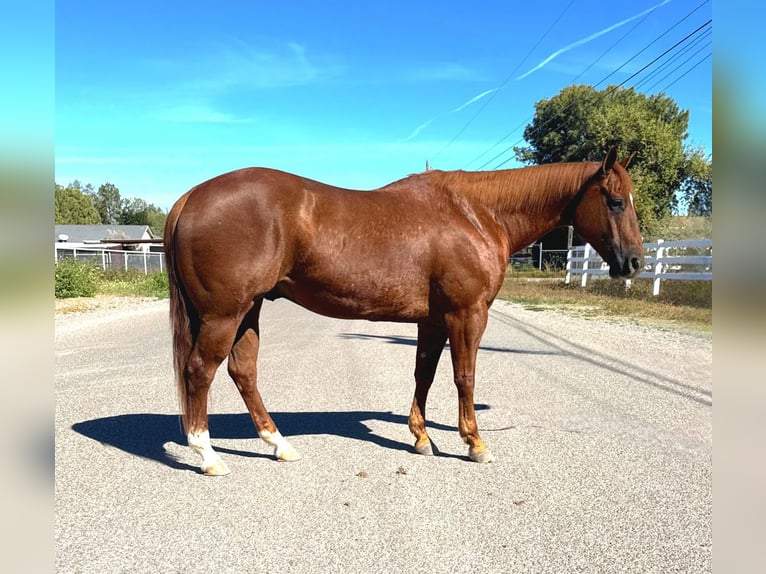 American Quarter Horse Wallach 10 Jahre 150 cm Rotfuchs in Queen Creek