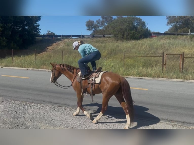 American Quarter Horse Wallach 10 Jahre 150 cm Rotfuchs in King City