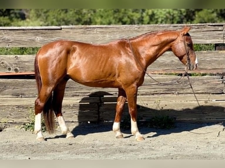 American Quarter Horse Wallach 10 Jahre 150 cm Rotfuchs in King City
