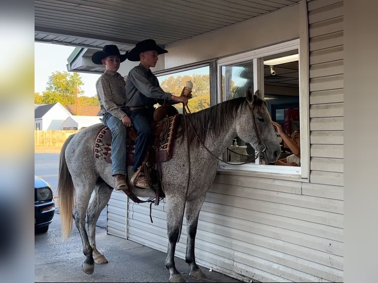 American Quarter Horse Wallach 10 Jahre 150 cm Schimmel in Henderson, KY