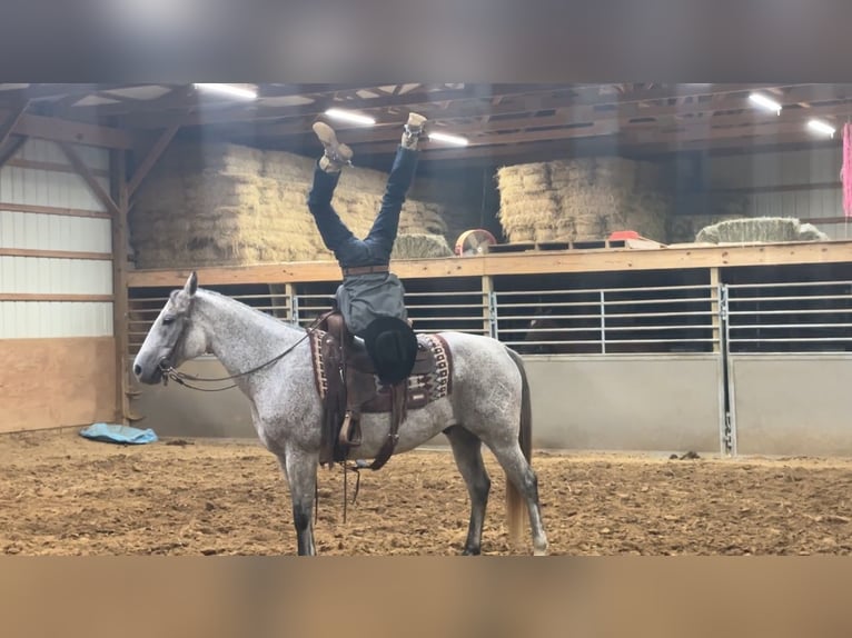 American Quarter Horse Wallach 10 Jahre 150 cm Schimmel in Henderson, KY