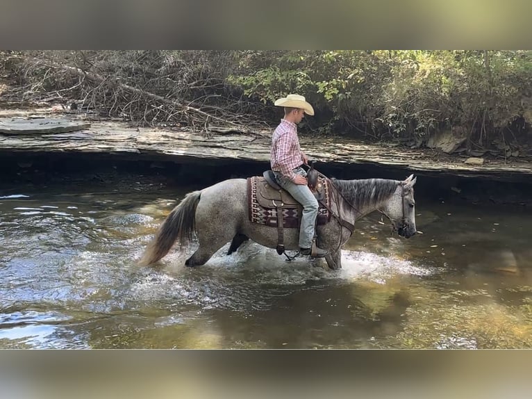 American Quarter Horse Wallach 10 Jahre 150 cm Schimmel in Henderson, KY