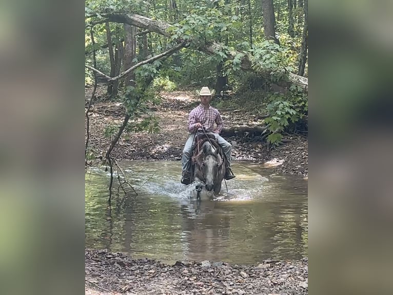 American Quarter Horse Wallach 10 Jahre 150 cm Schimmel in Henderson, KY