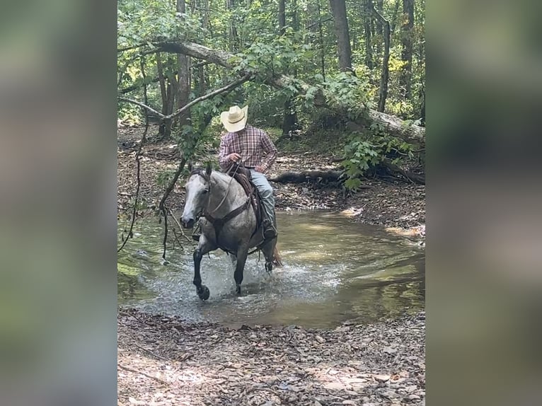 American Quarter Horse Wallach 10 Jahre 150 cm Schimmel in Henderson, KY