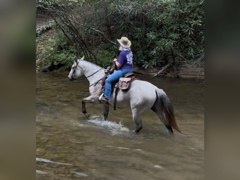 American Quarter Horse Wallach 10 Jahre 150 cm Schimmel in Henderson, KY