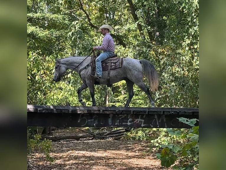 American Quarter Horse Wallach 10 Jahre 150 cm Schimmel in Henderson, KY