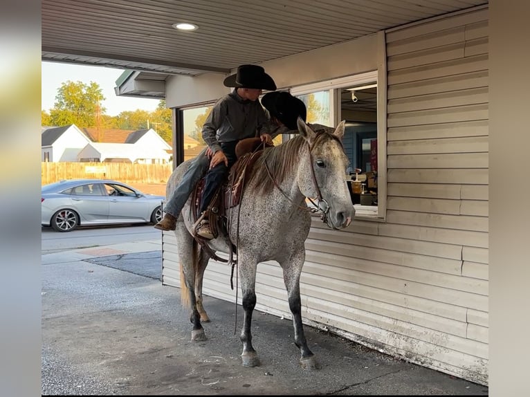 American Quarter Horse Wallach 10 Jahre 150 cm Schimmel in Henderson, KY