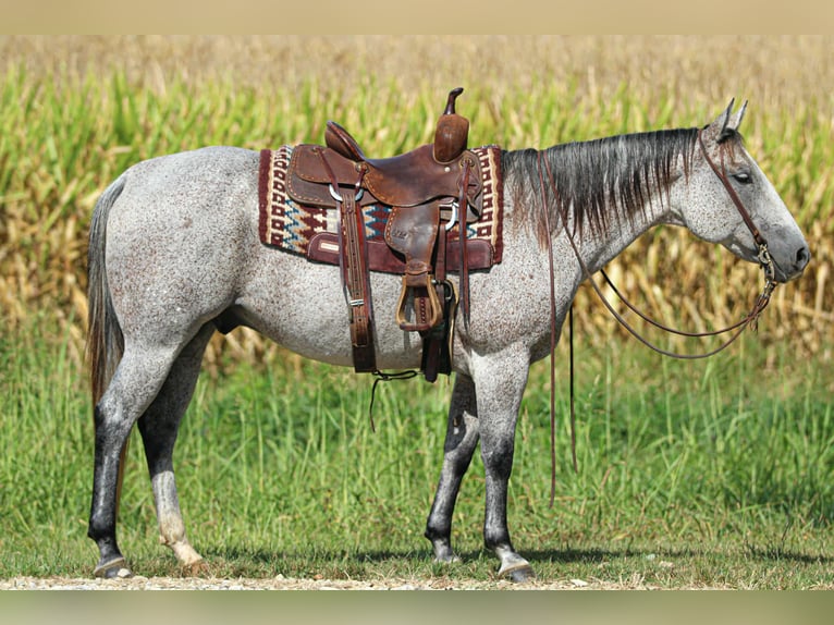 American Quarter Horse Wallach 10 Jahre 150 cm Schimmel in Henderson, KY