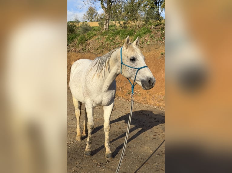 American Quarter Horse Wallach 10 Jahre 150 cm Schimmel in Massarella