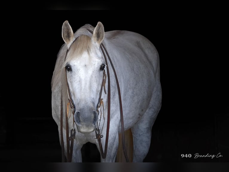 American Quarter Horse Wallach 10 Jahre 150 cm Schimmel in Weatherford TX
