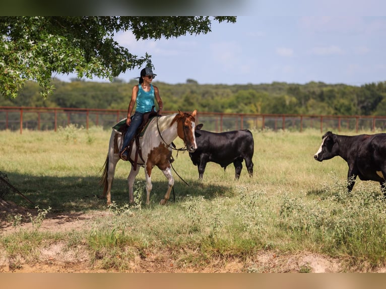 American Quarter Horse Wallach 10 Jahre 150 cm Tobiano-alle-Farben in Canton TX