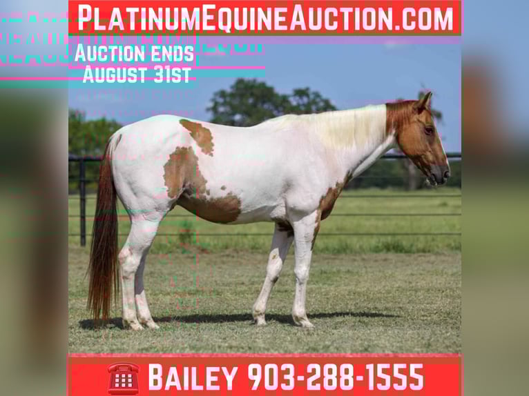 American Quarter Horse Wallach 10 Jahre 150 cm Tobiano-alle-Farben in Canton TX
